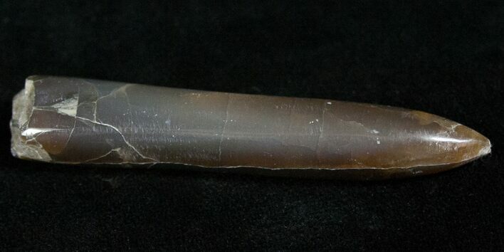 Agatized Belemnite Fossil - Polished #13600